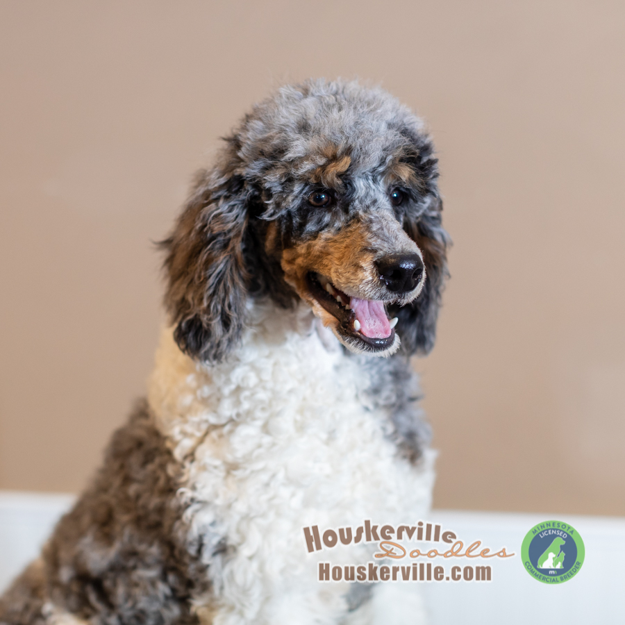 merle poodle for sale