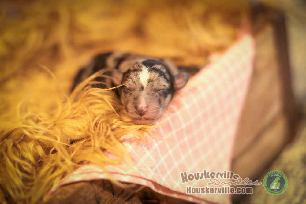 Avapuppies6238 Mini & Moyen Size Bernedoodles For Sale