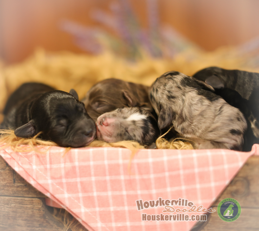 Avapuppies6253 Mini & Moyen Size Bernedoodles For Sale