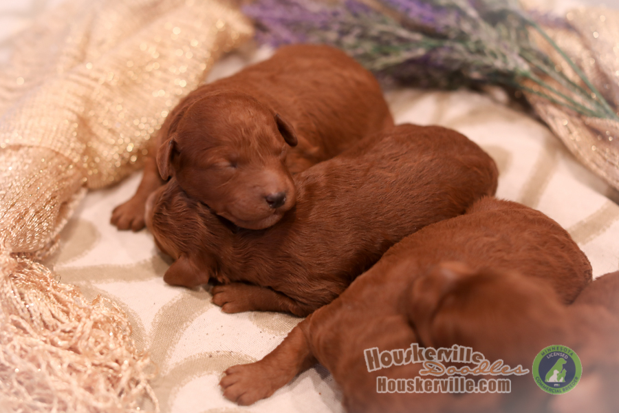 Daisypuppies6426 Mini & Moyen Size Bernedoodles For Sale