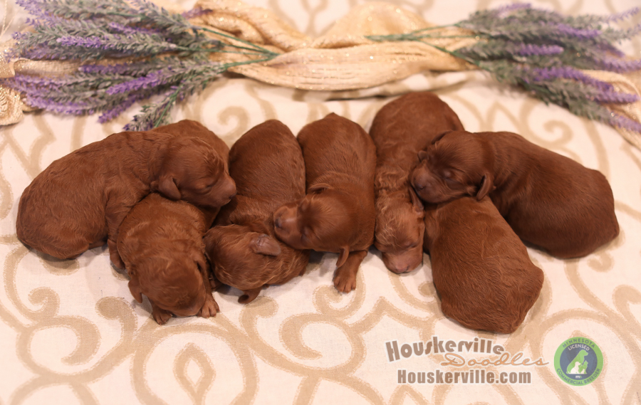 Daisypuppies6437 Mini & Moyen Size Bernedoodles For Sale