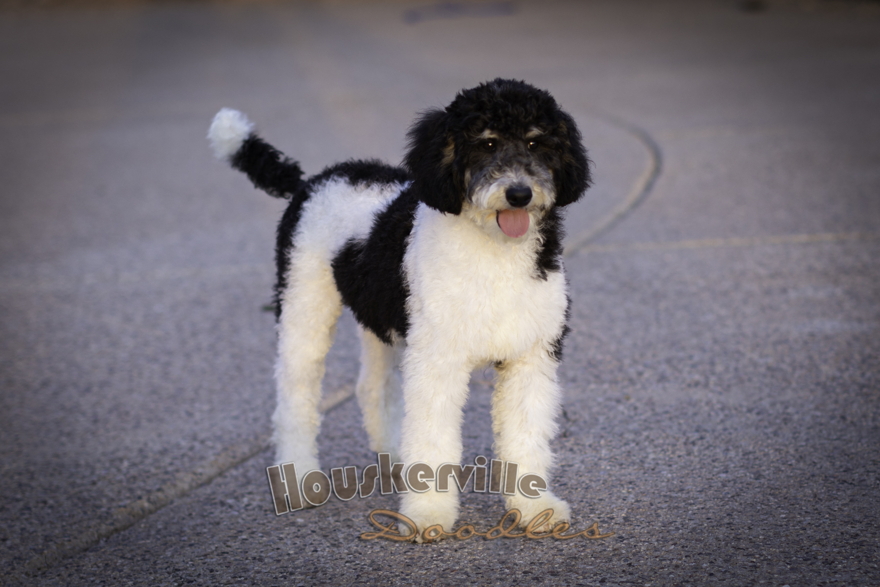 miniature parti poodles for sale